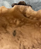 19th Century Alabaster Grand Tour Putto Angel Shell Sculpture Rare Collection